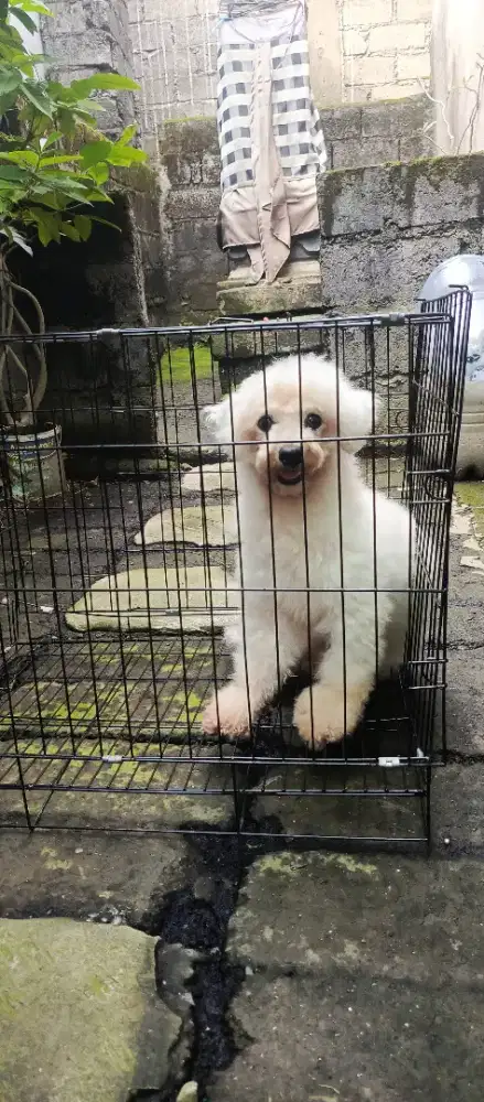 Poodle betina non stambum