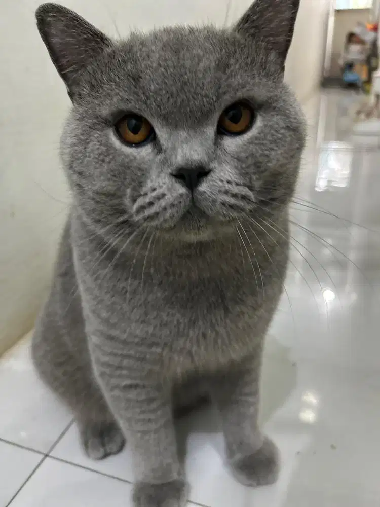 BSH blue solid jantan