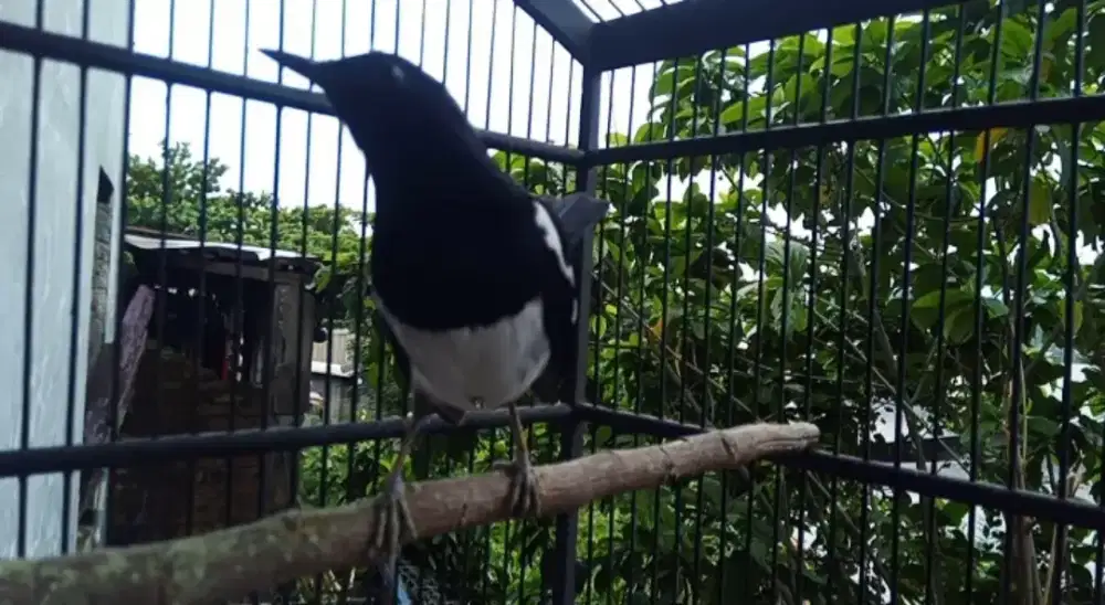 Kacer sekoci + kandang