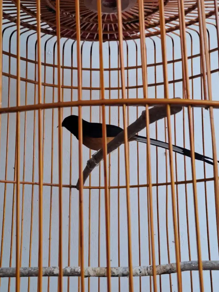 Murai  batu jantan split panda