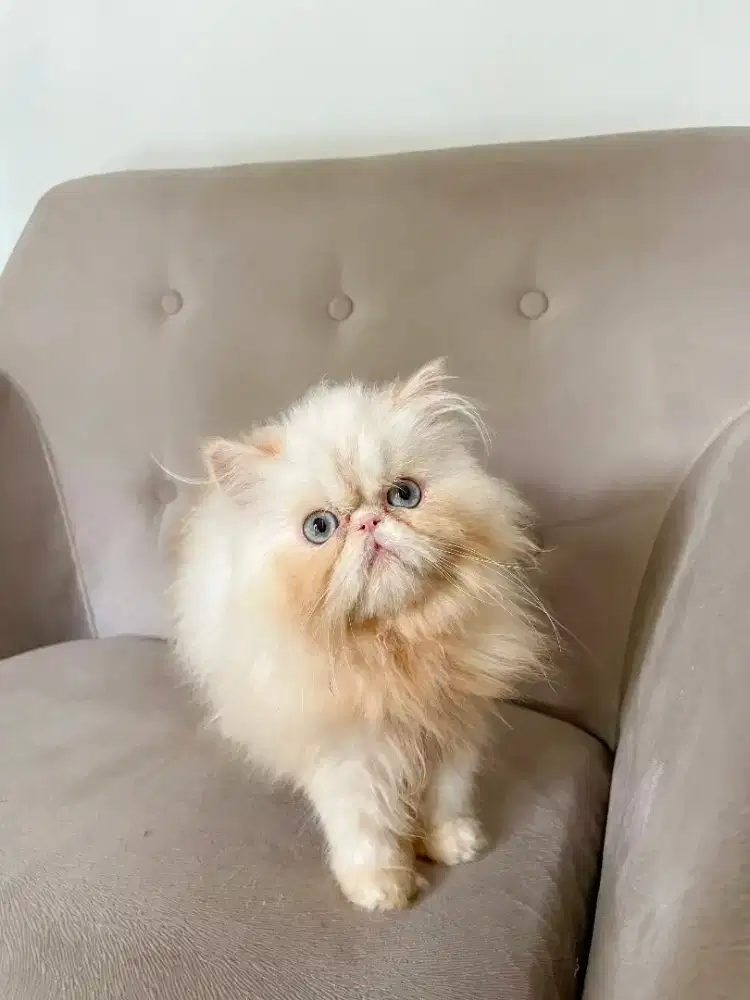 Jual Kucing Persia Peaknose Extreem