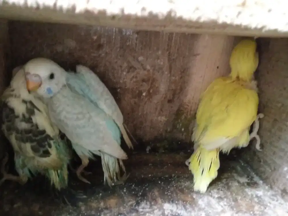 Parkit lolohan bahan FF