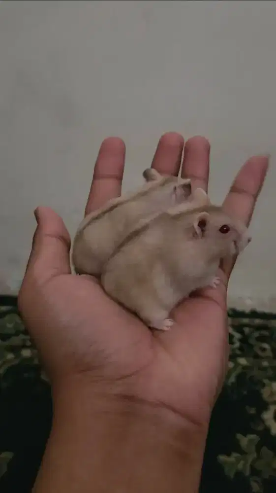 Hamster winter golden