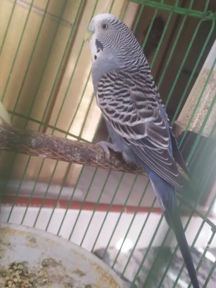 Parkit jantan dewasa