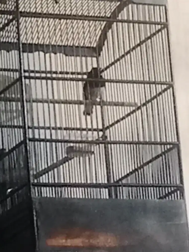 Burung kacer daput sdh bunyi,di jual krn kalah mental dg kalak