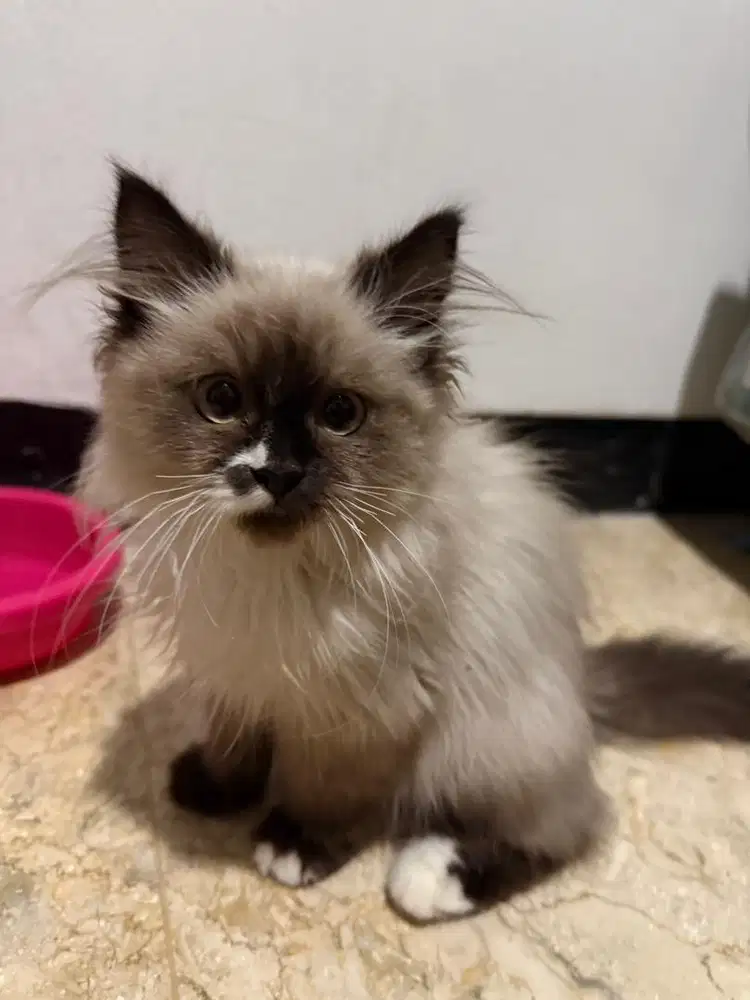 Ragdoll usia 3 bulan