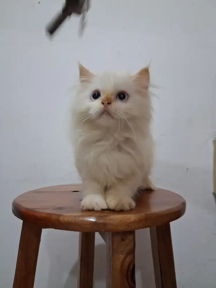 LA Persia Himalaya,kitten,betina,Bandung,murah