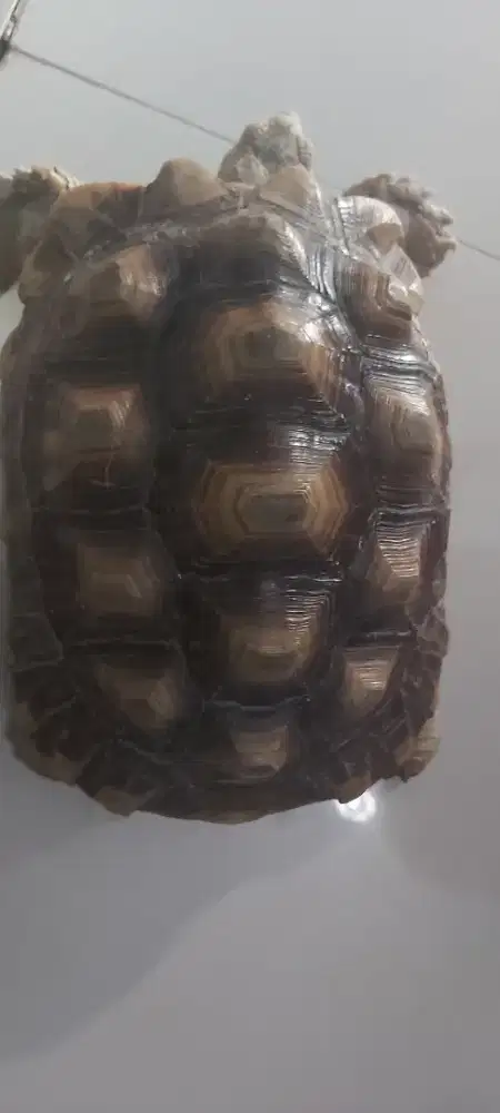 Di jual Sulcata high dome