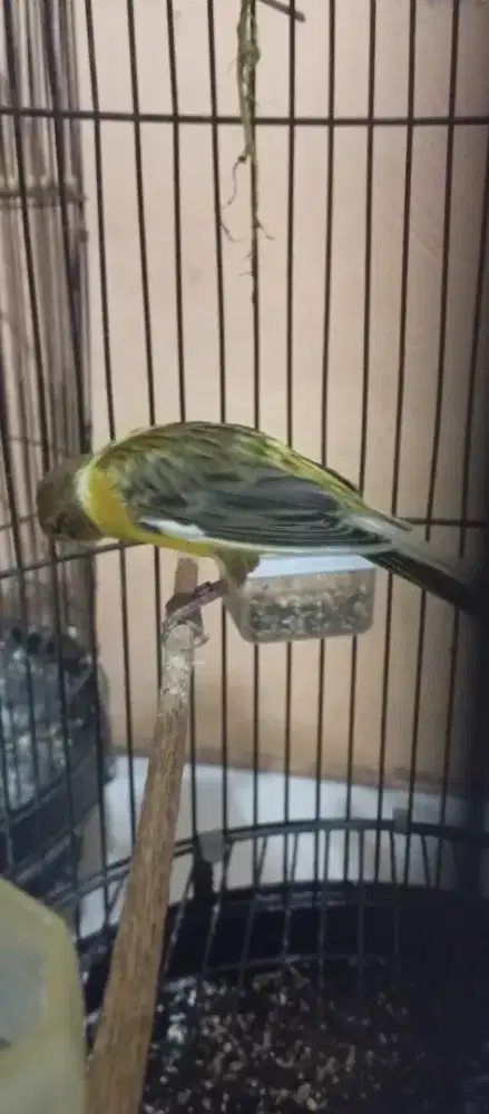 Burung kenari f1 sf paud jantan ring ternak