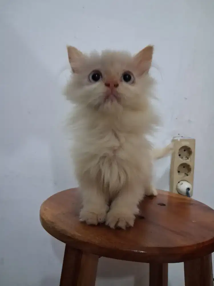 Kitten,putih,Persia Himalaya,flatnose,betina,Bandung