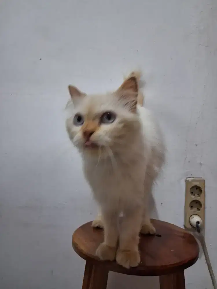 Induk Betina,Persia Himalaya, Putih