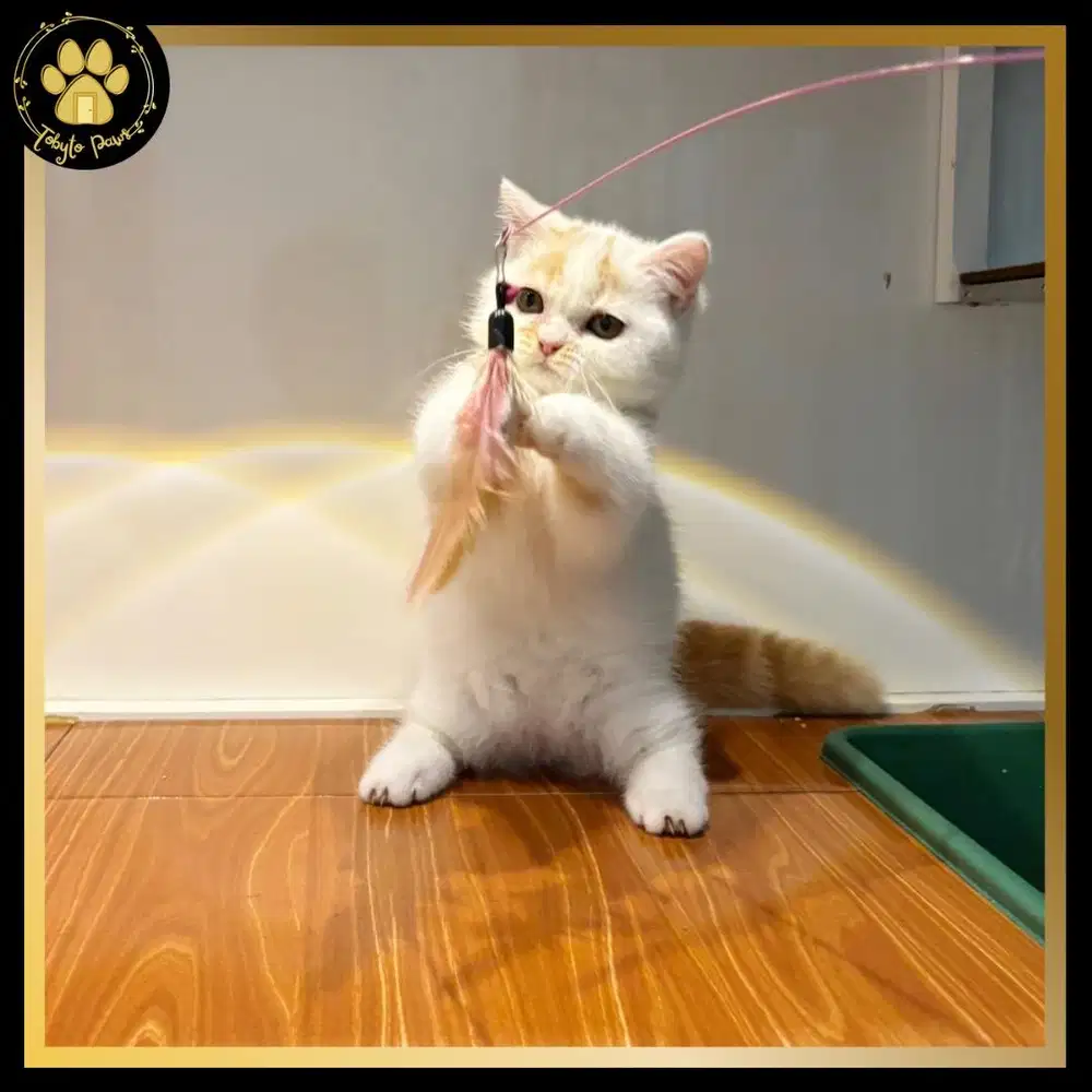 KUCING KITTEN CEBOL MUNCHKIN BRITISH SHORTHAIR BSH