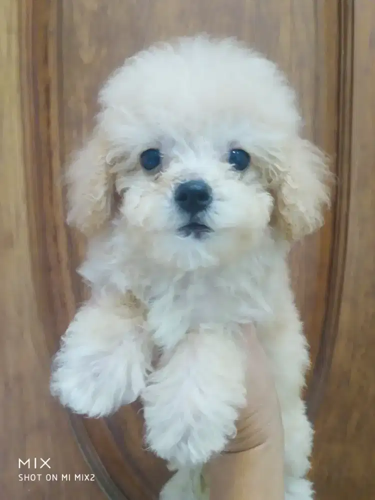 Jual Poodle Fawn