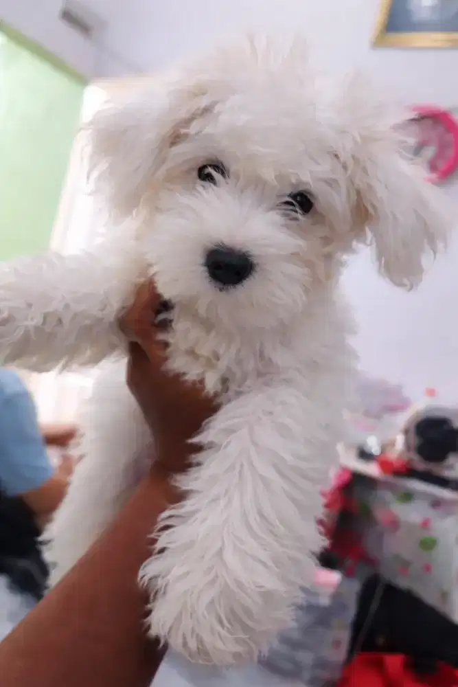Anjing bichon mix