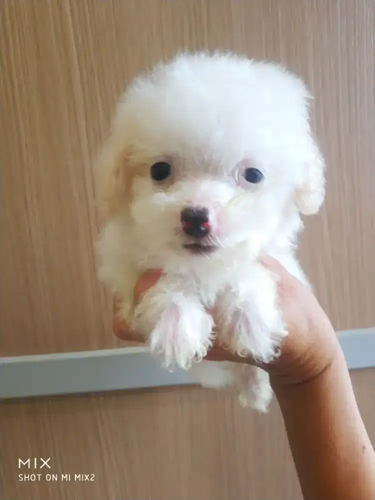 Jual Poodle putih