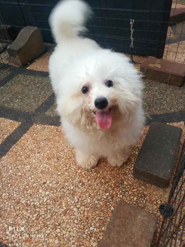 Jual Calon Pejantan Bichon