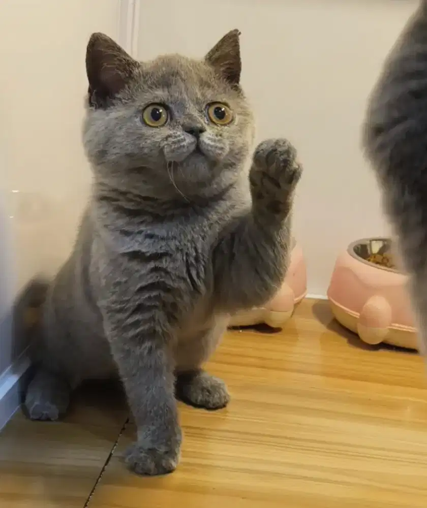 kucing Ras Britis Short Hair  ( BSH )