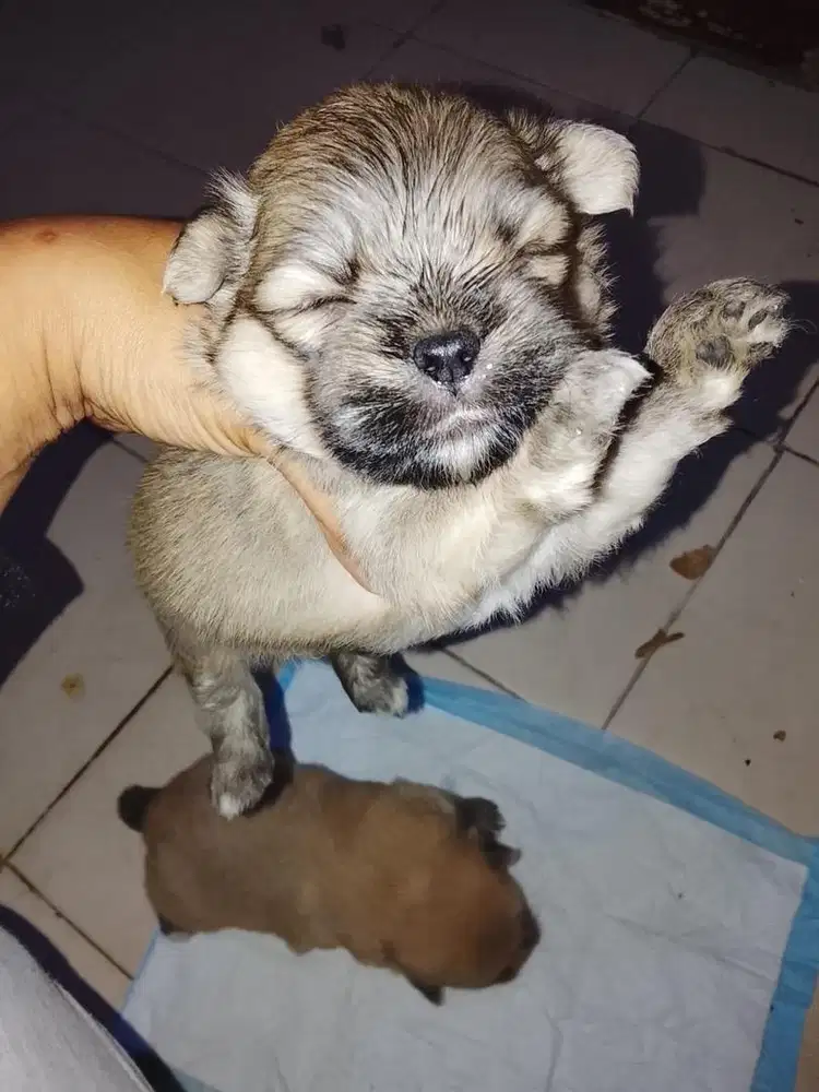 ANABUL MALTIPOM 4 Bulan JANTAN