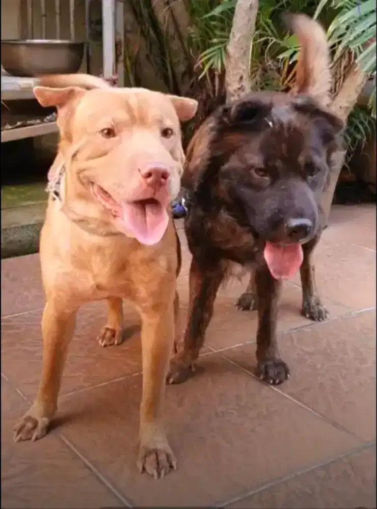 Asisten Rumah Tangga Tidak Takut Anjing