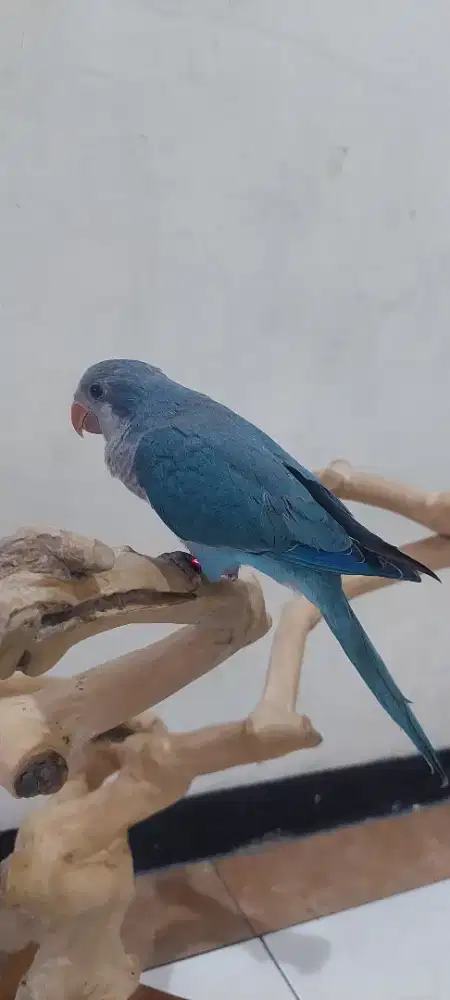 Burung monk blue jinak bisa di elus2