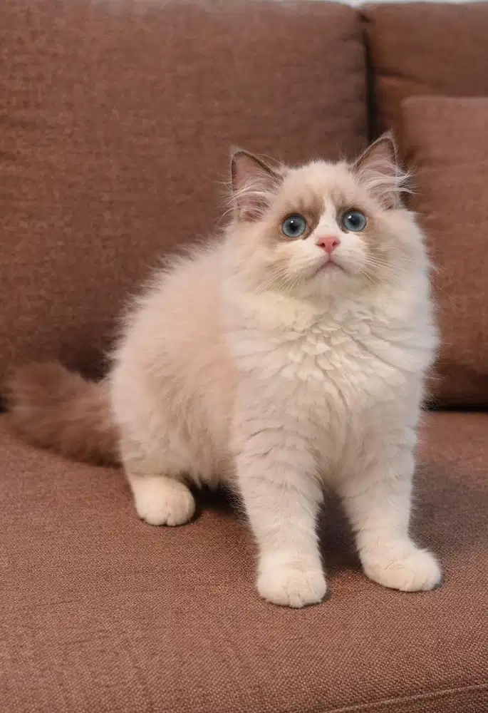 Ragdoll female nonped atau ped ok