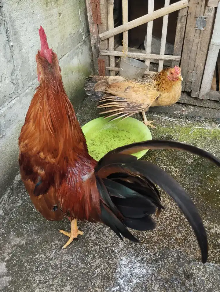Ayam Kate sepasang
