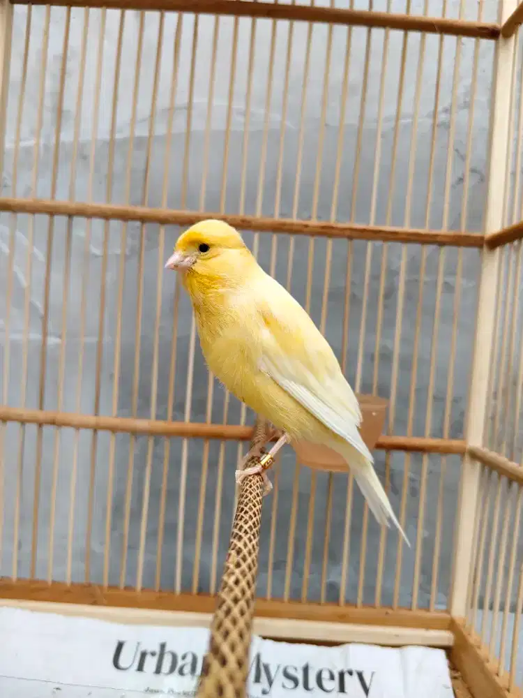 Kenari paud jantan f1 besar mbarong