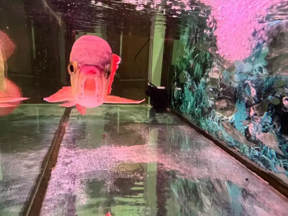 IKAN AROWANA SUPER RED