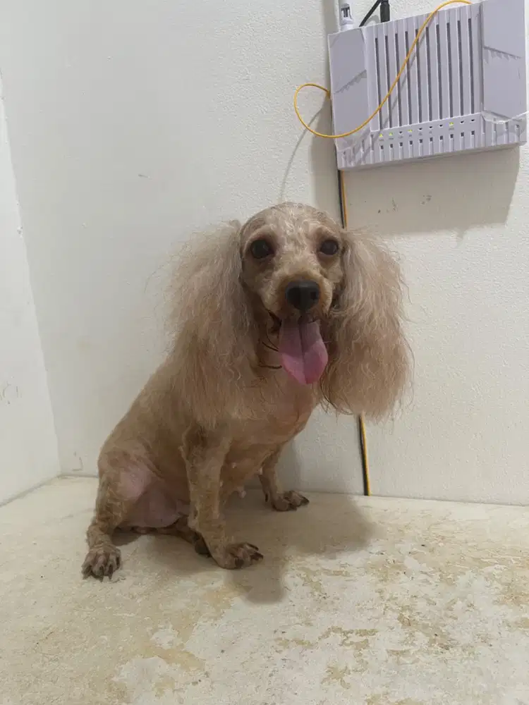 Poodle aprikot tiny dewasa