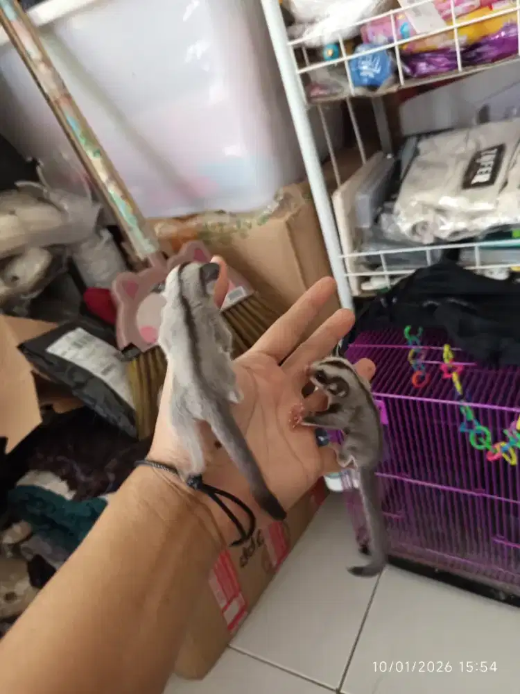 Sepasang joy sugar glider