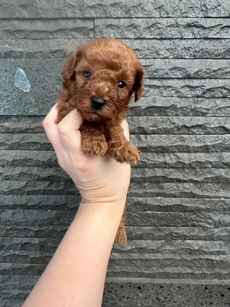 Anak anjing toy poodle super red
