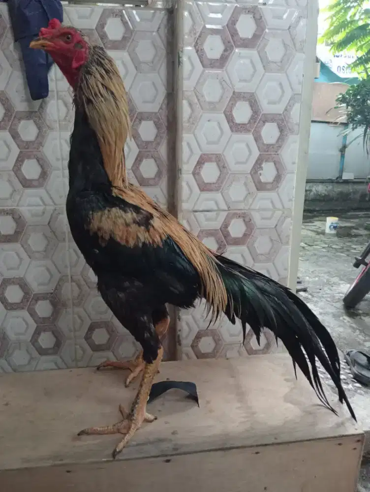 Ayam Bangkok silangan Bangkok