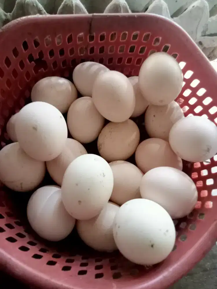 Telur ayam kampung, silangan BK, kate