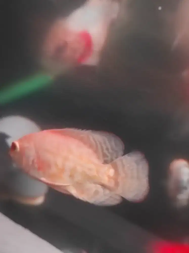 Ikan Oscar Tiger albino good marking