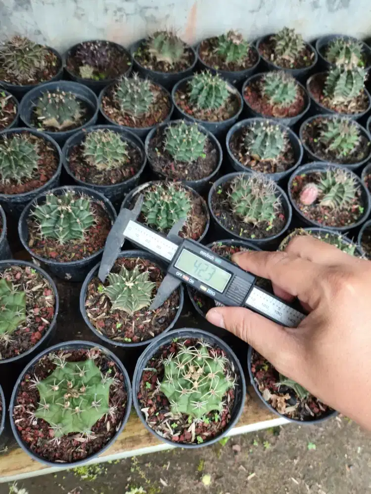 Kaktus gymno borongan