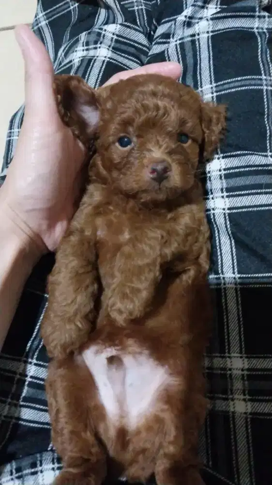 SALE CEPETAAAAN POODLE MURAH