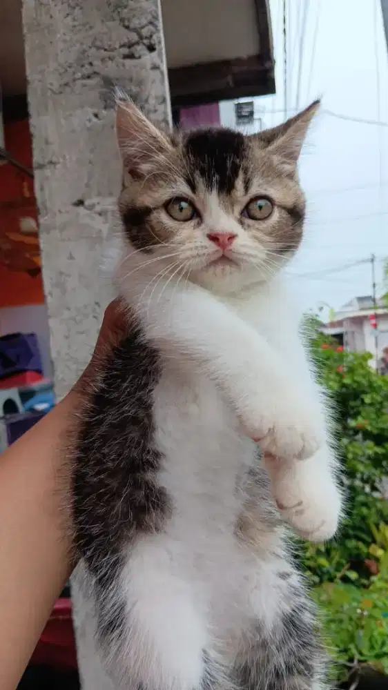 Kucing Munchkin NS BSH