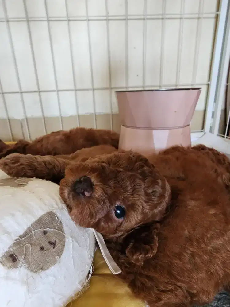 DIJAMIN MURAH ASLI POODLE