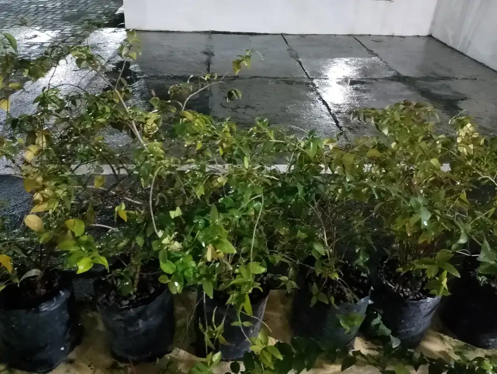 Bibit pohon dewandaru