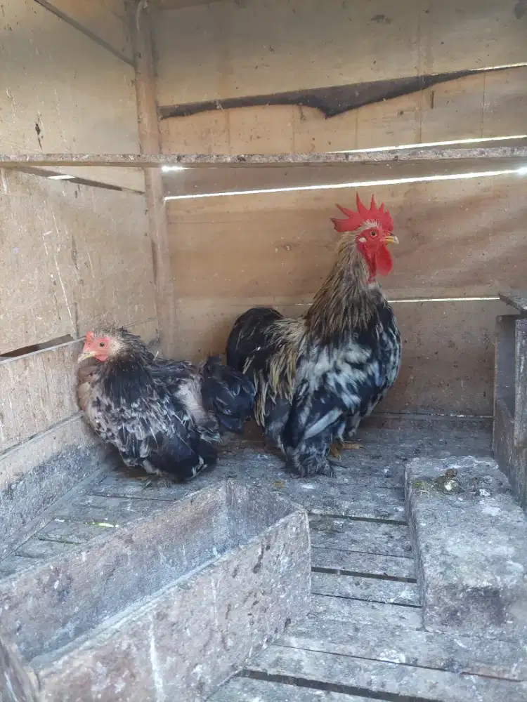 Bantham cochin sepasang indukan