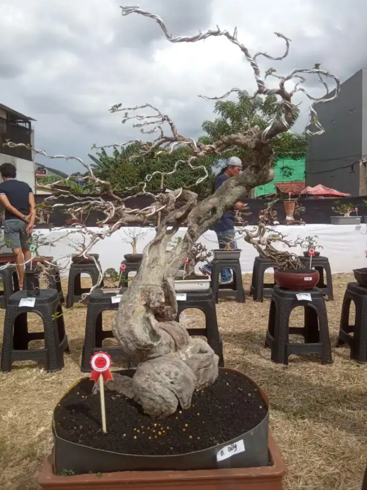 Bonsai Bugenvil daun micro