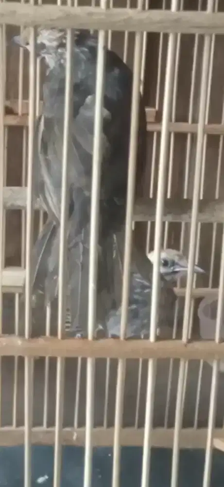 Anakan cucak rowo sepasang usia 3 bulan