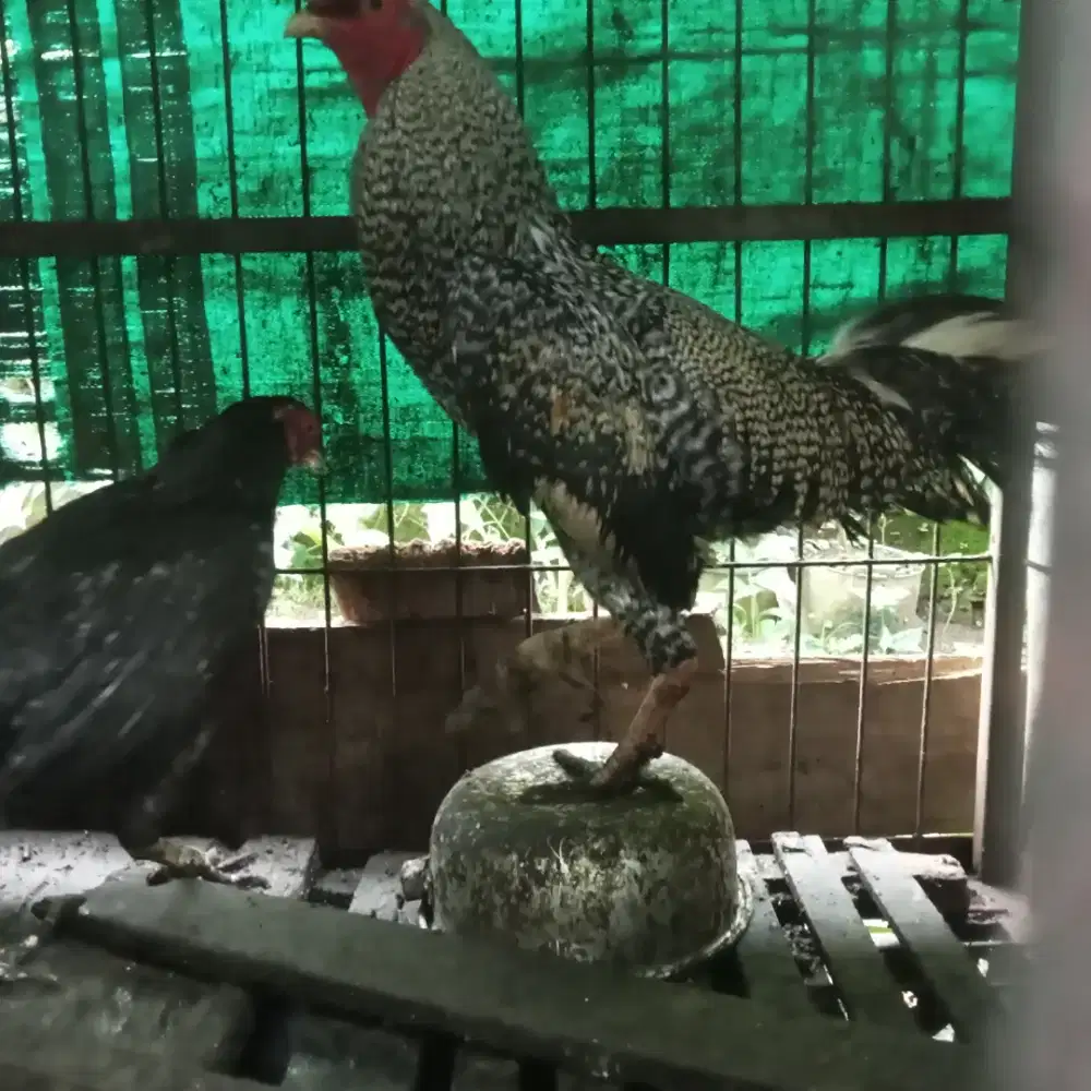 Jual ayam kampung