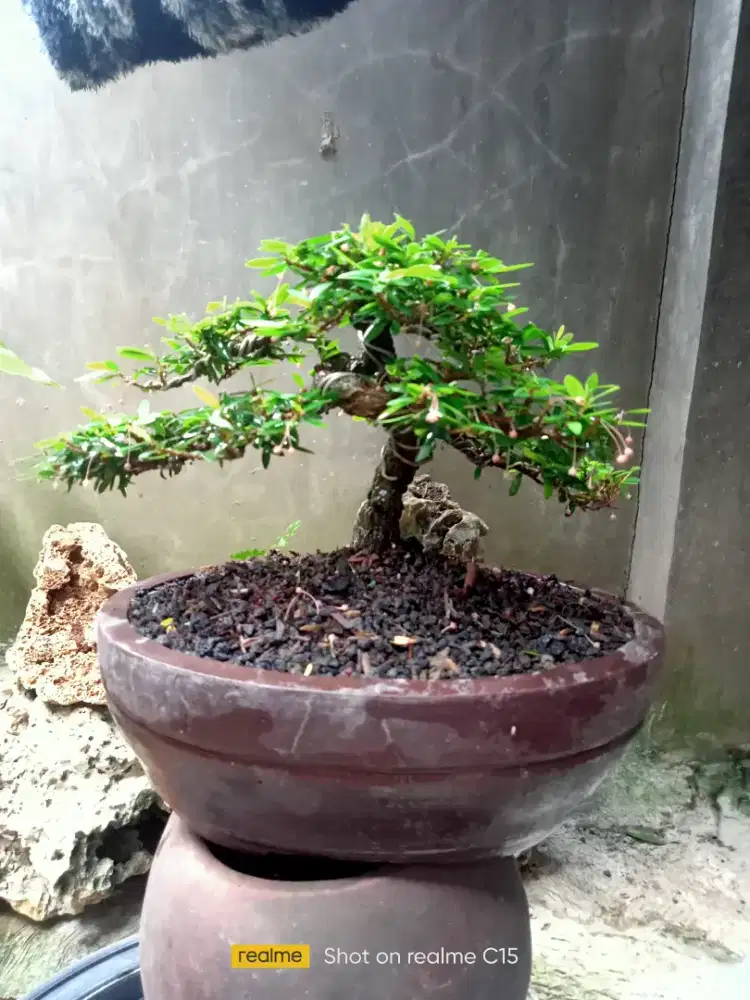 Bonsai Cendrawasih mame