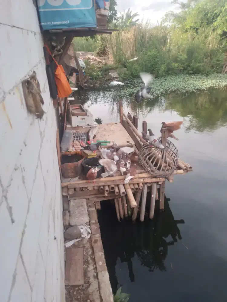 Burung dara siap pakai