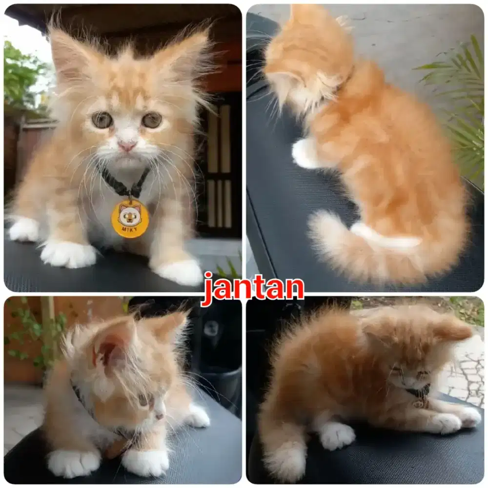 Kitten Oyen Jantan