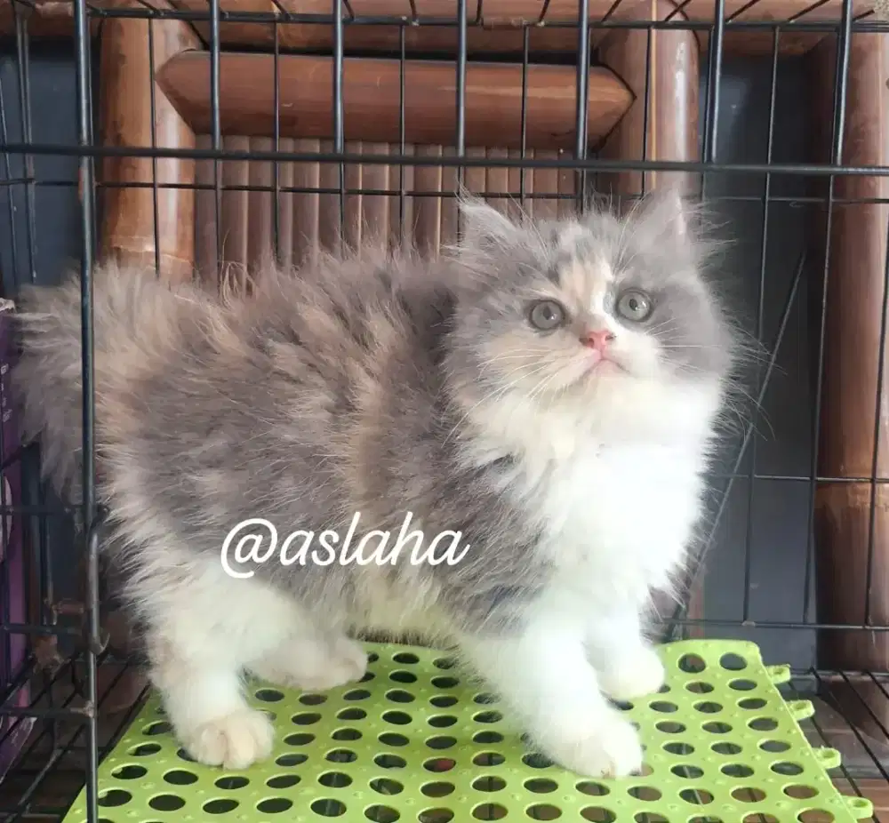Anak kucing anggora/kitten persia betina/kucing persia betina