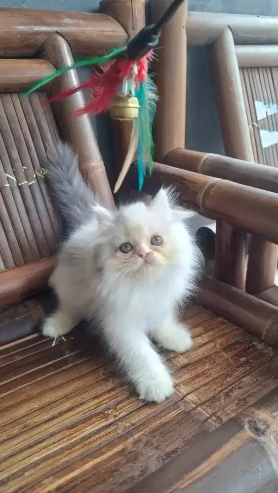 Anak kucing anggora/kitten flatnose jantan/kucing persis jantan