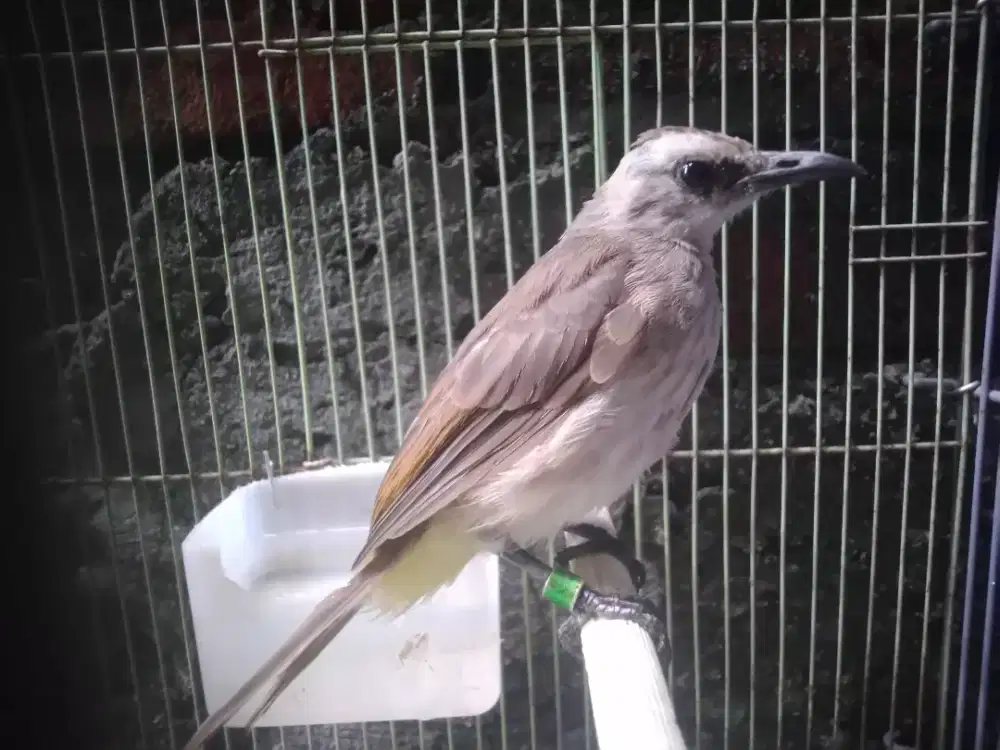 Trucukan anakan jantan