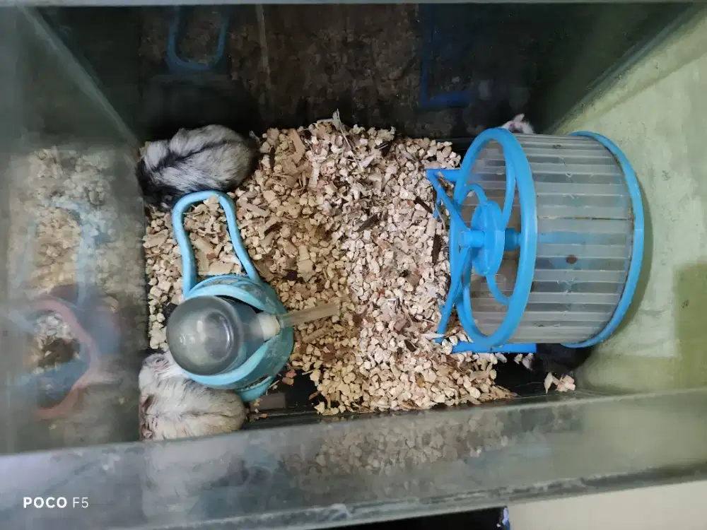 Jual hamster campbell